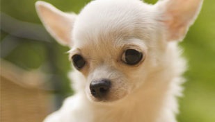 Chihuahua alergie