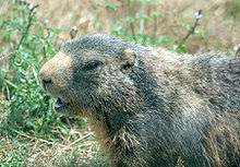 Marmot alpin 1