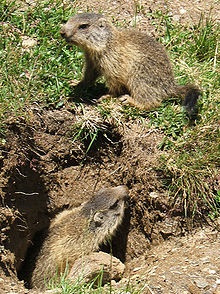 Marmot alpin 1