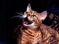 American Shorthair pisica sfaturi despre hrănire, conținut și fotografii de sănătate decât