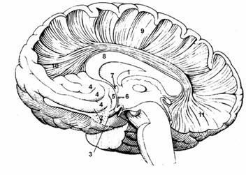 Anatomia creierului 1