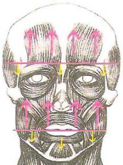 Anatomia feței și a tipurilor de activitate facială - secrete de frumusețe și machiaj - articole - profesionale