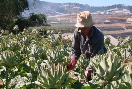 Anghinare în extract de artichoke vietnam, rășină și ceai de anghinare
