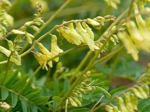 Astragalus - kémiai összetétel és terápiás tulajdonságokkal, alkalmazások és receptek