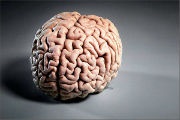 Atrofia creierului - cauze, simptome, tratament