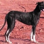 Australian hound breed of a dog (fotografie, video, descriere)