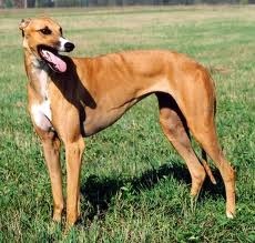 Australian hound breed of a dog (fotografie, video, descriere)