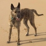 Ausztrál agár fajta kutya (képek, videók, leírások)