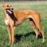 Australian hound breed of a dog (fotografie, video, descriere)