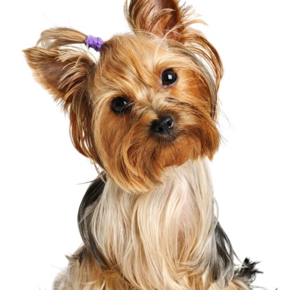 Ausztrál Silky Terrier, a másik (Australian Silky Terrier) Ausztrál Silky Terrier, egymás