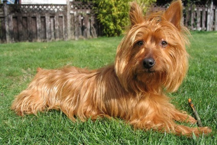 Ausztrál Silky Terrier, a másik (terrier) Ausztrál Silky Terrier, egymás