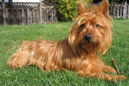 Ausztrál Silky Terrier, egymás