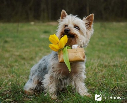 Australian mătăsos terrier prețuri de câine