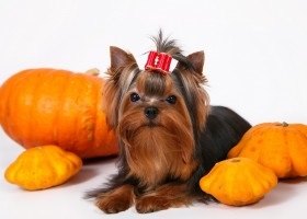 Australian mătăsos terrier prețuri de câine