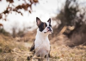 Australian mătăsos terrier prețuri de câine