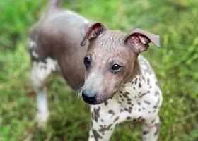 Australian mătăsos terrier prețuri de câine