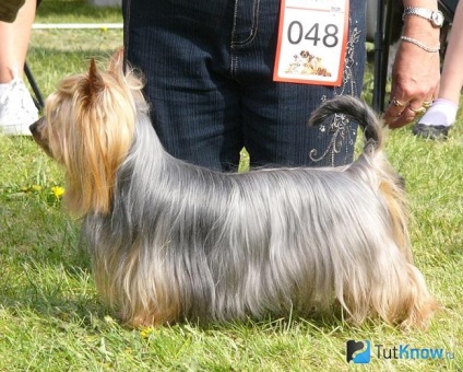 Australian mătăsos terrier prețuri de câine