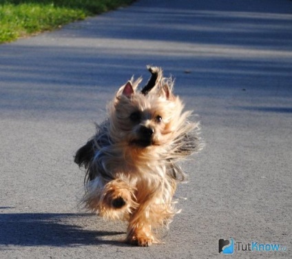 Ausztrál Silky Terrier kutya ár hurokkal