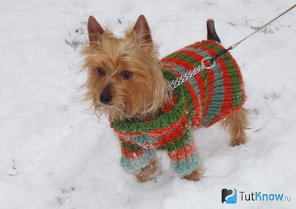 Ausztrál Silky Terrier kutya ár hurokkal