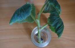 Begonia plantare și îngrijire de un an