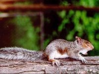 Proteină vulgară, veveriță obișnuită, clopot, animal, greutate, greutate de proteine, lungimea corpului, conuri,