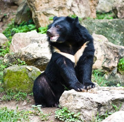 Bircus poartă descrierea, habitatele și nutriția