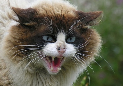 Rabia la pisici este o boală mortală (caracteristici, căi de transmisie, tratament și