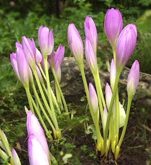 Colchicum sau toamna