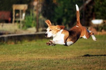 Descrierea Beagle a rasei de caini, materiale foto si video, comentarii despre rasa