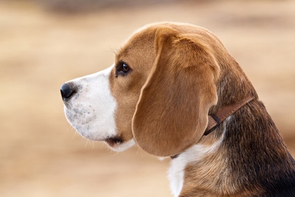 Descrierea Beagle a rasei de caini, materiale foto si video, comentarii despre rasa