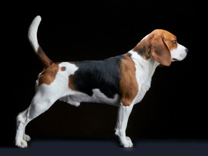Descrierea Beagle a rasei de caini, materiale foto si video, comentarii despre rasa