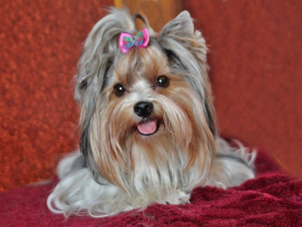 Beaver Yorkshire terrier, descrierea rasei, reguli de ingrijire, video, fotografie