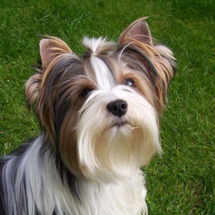 Beaver Yorkshire terrier, descrierea rasei, reguli de ingrijire, video, fotografie