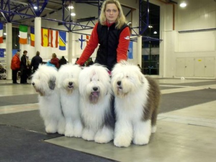 Bobtail, pregătire Bobtail pentru expoziție, fotografie Bobtail la expoziție, rase de câini, câini, șampon,