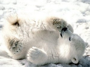 Boli ale ursului polar