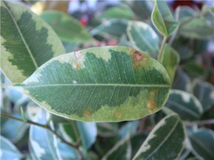 Betegségek Ficus benjamina
