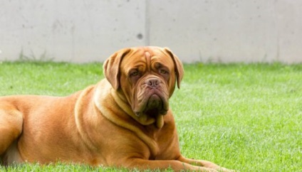 Dogue de Bordeaux fotó, fajta leírás