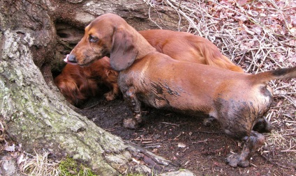 Câine Bordeaux, o descriere detaliată a rasei cu o fotografie