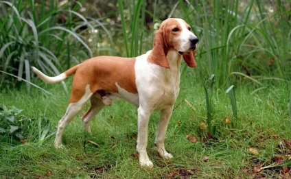 Câine Bordeaux, o descriere detaliată a rasei cu o fotografie