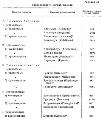 Clasificarea botanică a grâului - totul despre tehnologia produselor de panificație