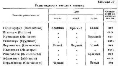 Clasificarea botanică a grâului - totul despre tehnologia produselor de panificație