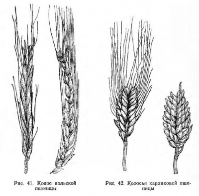 Clasificarea botanică a grâului - totul despre tehnologia produselor de panificație