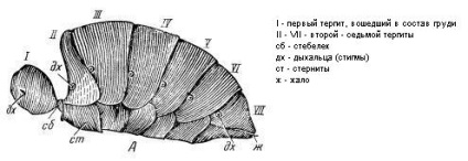 Abdomenul albinei, biologia familiei albinelor, locul fagurelui