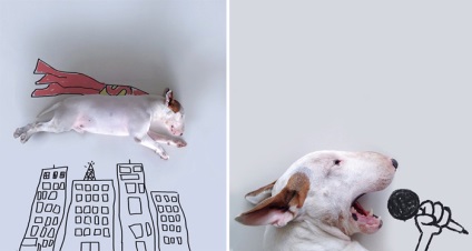 Bull Terrier în casă! O serie de portrete ale unui animal de companie fermecător