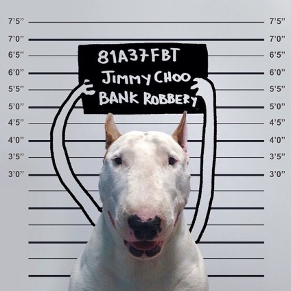 Bull Terrier în casă! O serie de portrete ale unui animal de companie fermecător