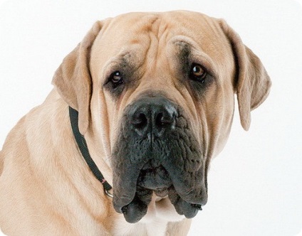 Boerboel, poze cu Boerboels