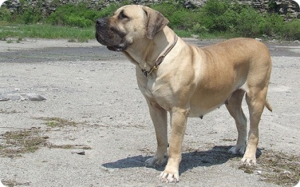 Kutyák, fotók Boerboels