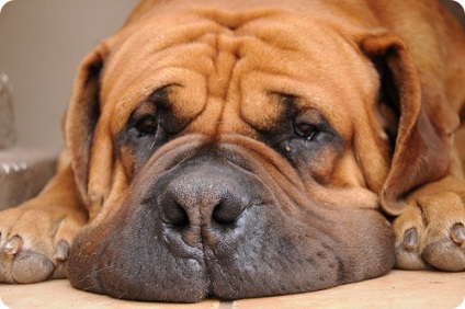 Kutyák, fotók Boerboels