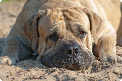 Boerboel, poze cu Boerboels