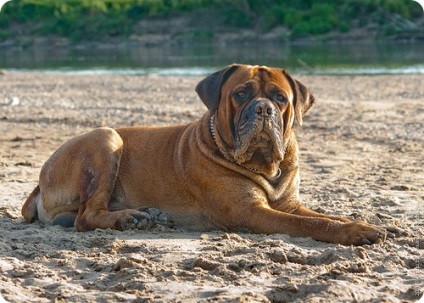 Boerboel, poze cu Boerboels